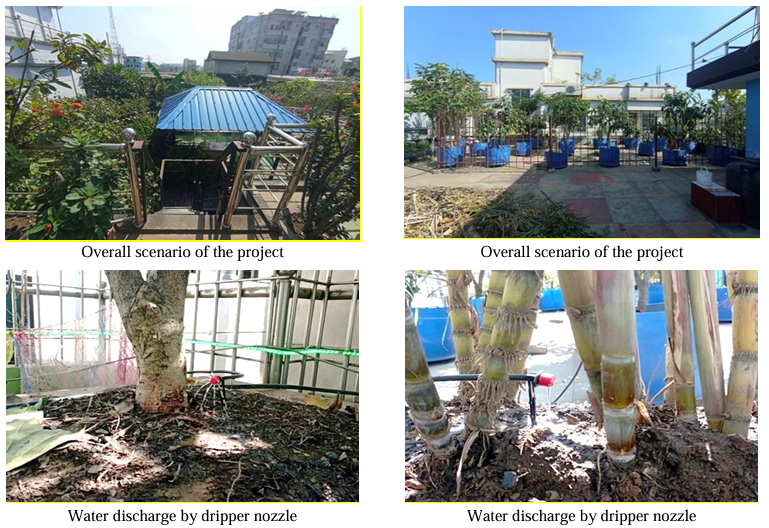 Green Oasis Above DIBL's Innovative Drip Irrigation Project Transforms Rooftop and Home Gardens