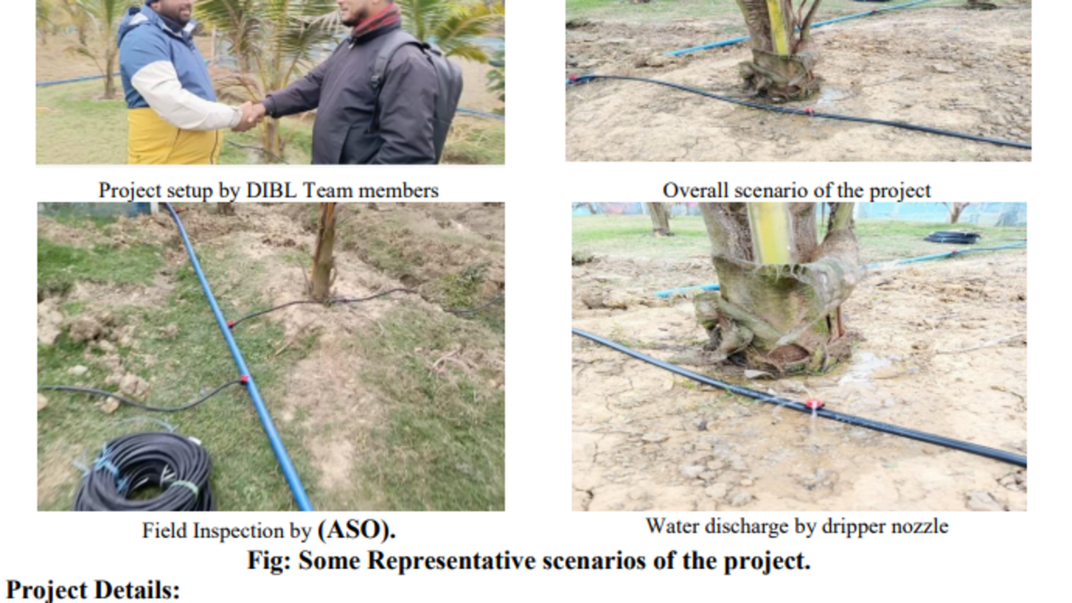 Modern Drip Irrigation in Coconut Gardens: DIBL's Successful Project in Joypurhat 2 Overall view of the drip irrigation coconut Joypurhat system installed in a coconut garden, Joypurhat
