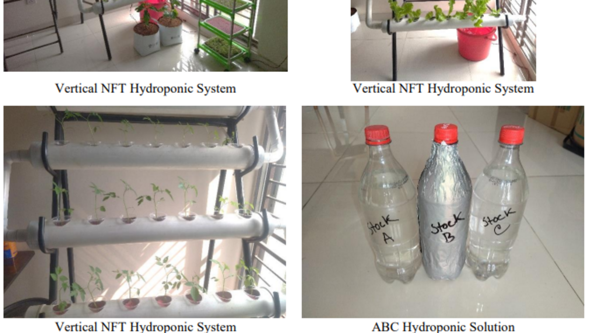 NFT Hydroponic System, সীতাকুণ্ডে উল্লম্ব চাষের দৃষ্টান্ত