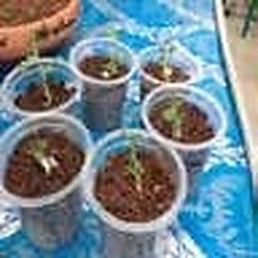 পাঠ ১.১১: নেট পটে চারা রোপণ, প্রাথমিক ইসি/টিডিএস (০.৬–০.৮) পরীক্ষা ও প্রথম সপ্তাহের শিকড় পরিচর্যা 3 বারি গাজীপুরে ছিদ্রযুক্ত প্লাস্টিক কাপে (নেট পট) প্রস্তুতকৃত সবল হাইড্রোপনিকস চারা