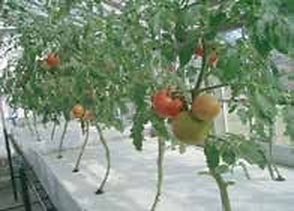 ডিডব্লিউসি (DWC) ভাসমান র্যাফট ও এয়ার ব্লোয়ার অক্সিজেনেশন সিস্টেম (উষ্ণ অঞ্চলের উপযোগী) 3 বারি (BARI) গাজীপুর গবেষণাগারে ভাসমান কর্ক-শিট র্যাফটসহ সঞ্চালনশীল ডিডব্লিউসি ট্রে সিস্টেম