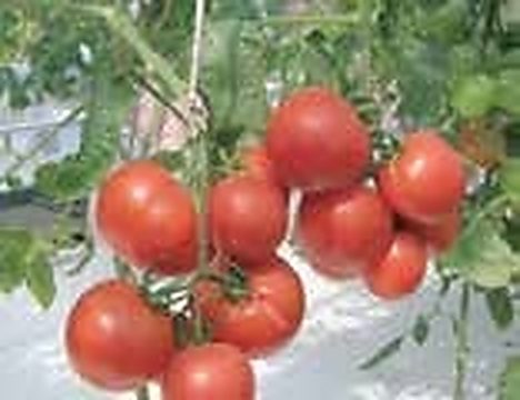 বাণিজ্যিক হাইড্রোপনিক টমেটো ও চেরি টমেটো চাষ (বারি হাইব্রিড জাত, ছাঁটাই ও পরাগায়ন) 2 বারি গবেষণাগারে হাইড্রোপনিক পদ্ধতিতে থোকায় থোকায় ঝুলে থাকা উচ্চফলনশীল টমেটো
