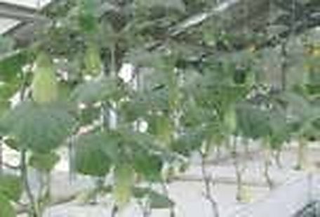 বাণিজ্যিক বীজবিহীন শসা (English Cucumber), করলা ও নেটেড বাঙ্গি (Rockmelon) চাষের প্রযুক্তি 2 বারি হাইড্রোপনিক গ্রিনহাউসে ঝুলন্ত বীজবিহীন শসা চাষ