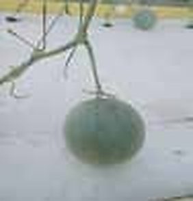 বাণিজ্যিক বীজবিহীন শসা (English Cucumber), করলা ও নেটেড বাঙ্গি (Rockmelon) চাষের প্রযুক্তি 3 হাইড্রোপনিক পদ্ধতিতে মাচায় ঝুলন্ত নেটেড রকমেরন বা ক্যান্টালুপ চাষ