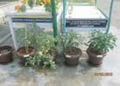 ডাচ বাকেট (Dutch Bucket) ও কোকোপিট ড্রিপ ফার্টিগেশন সিস্টেম (টমেটো, ক্যাপসিকাম ও শসা) 3 শোধিত কোকোপিট সাবস্ট্রেট পাত্রে ড্রিপ পদ্ধতিতে উৎপাদিত ফলদ টমেটো ও ক্যাপসিকাম গাছ