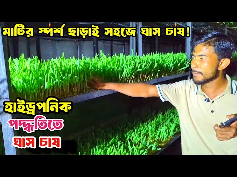 পরাগায়ন ব্যবস্থাপনা, ডাল ছাঁটাই (Pruning), মাচা তৈরি এবং হাইড্রোপনিক ফডার ও মাইক্রোগ্রিন উৎপাদন 3 বাংলাদেশের লবণাক্ত ও গ্রামীণ এলাকায় ৭ দিনে উৎপাদিত হাইড্রোপনিক ফডার বা সবুজ ঘাস