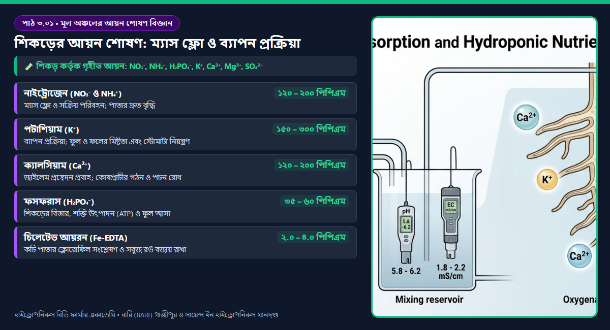 চিত্র ৩.০১: হাইড্রোপনিকস শিকড় অঞ্চলে ম্যাস ফ্লো এবং ব্যাপন প্রক্রিয়ায় ক্যাটায়ন ও অ্যানায়ন শোষণের বৈজ্ঞানিক ডায়াগ্রাম