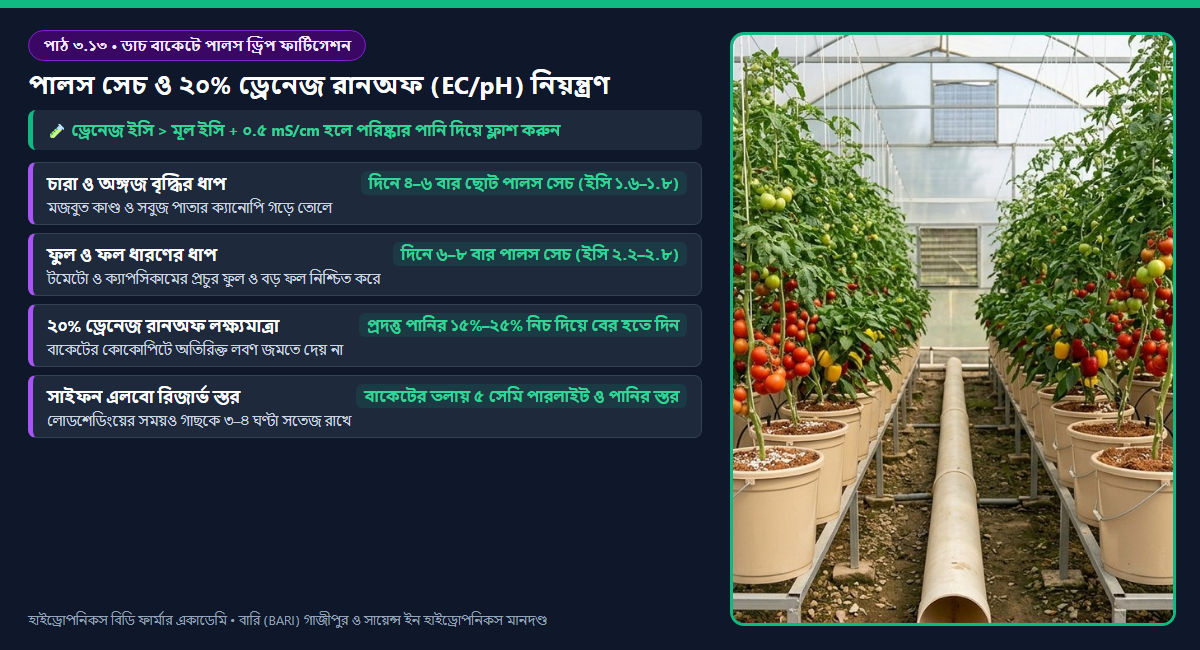 ডাচ বাকেট (Bato Bucket) ড্রিপ ফার্টিগেশন, সাইফন এলবো ৪ সেমি রিজার্ভার এবং ২০% ড্রেনেজ রানঅফ ইসি/পিএইচ মনিটরিং ডায়াগ্রাম