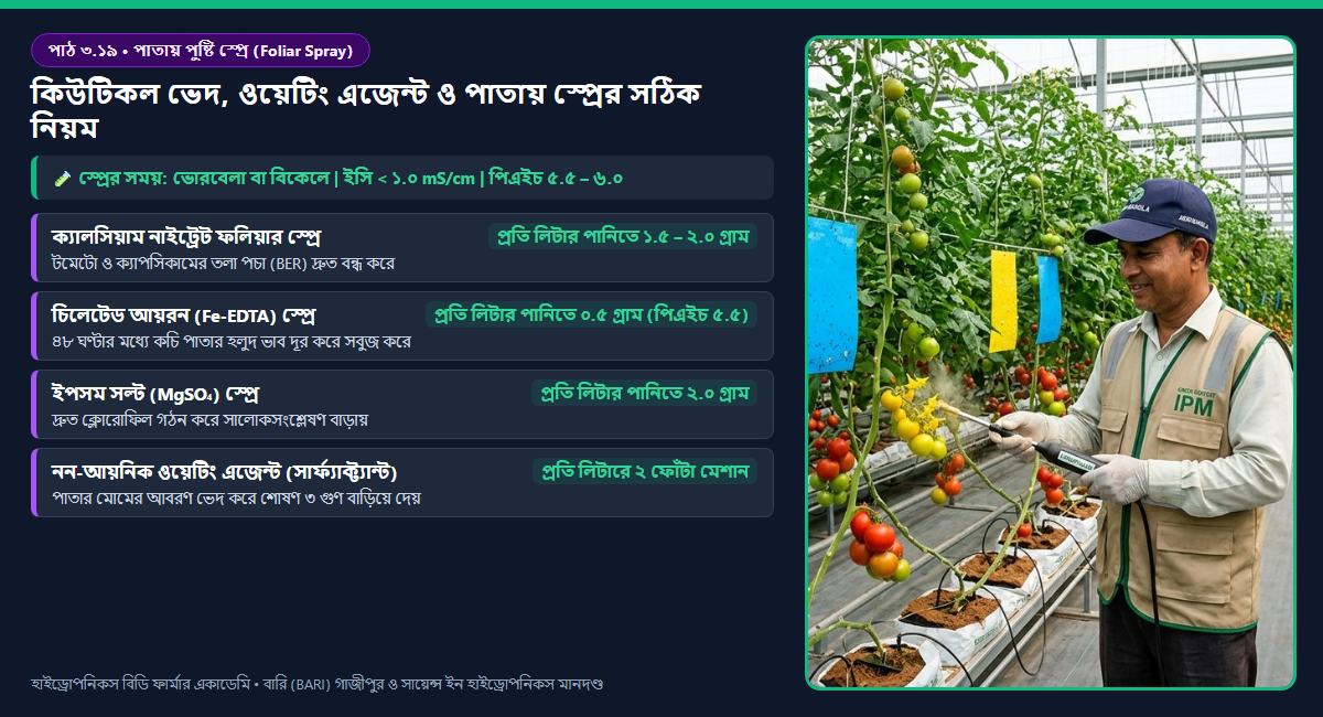 পাঠ ৩.১৯: পাতায় পুষ্টি স্প্রে (Foliar Feeding) করার বিজ্ঞান — কিউটিকল ভেদ, সারফ্যাক্ট্যান্ট ও সঠিক পিএইচ মাত্রা 2 পাতার মোমযুক্ত কিউটিকল ভেদ করে ফলিয়ার পুষ্টি শোষণ, সারফ্যাক্ট্যান্টের পৃষ্ঠটান হ্রাস এবং পয়েন্ট অব ডেলিকোয়েসেন্স (POD) ডায়াগ্রাম